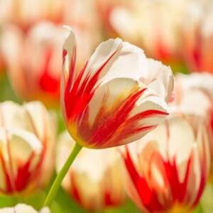 Лале Tulip Carnaval de Rio