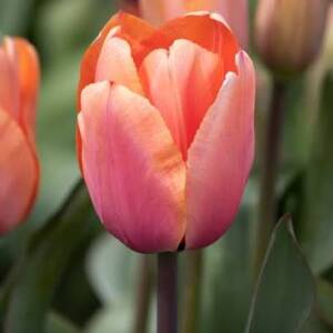 Лале Apricot impression
