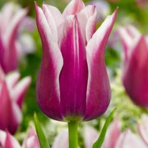 Лале Tulip Claudia