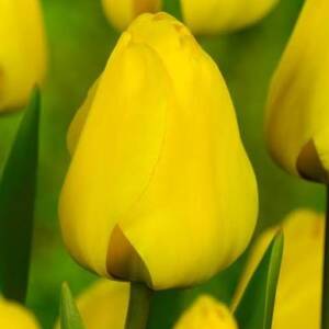 Лале Golden apeldoorn