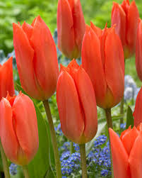 Лале Orange brilliant