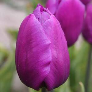 Лале Tulip Purple flag