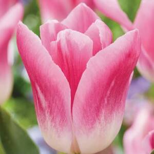 Лале Tulip Royal ten