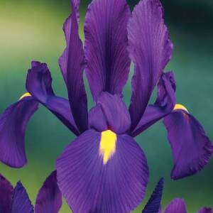 Ирис Discovery purple
