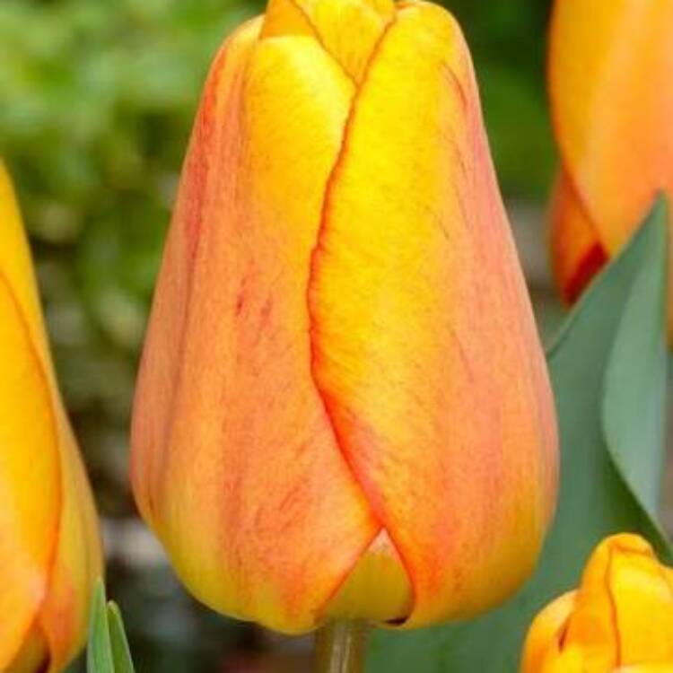 Beauty of apeldoorn
