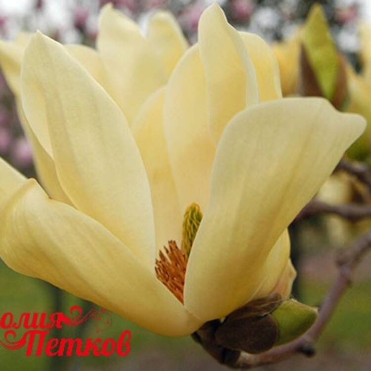 Magnolia-Elizabeth