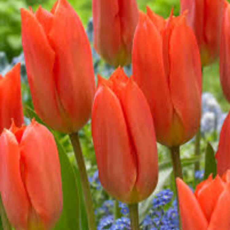 Orange brilliant