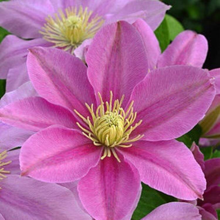 clematis Pink Beauty