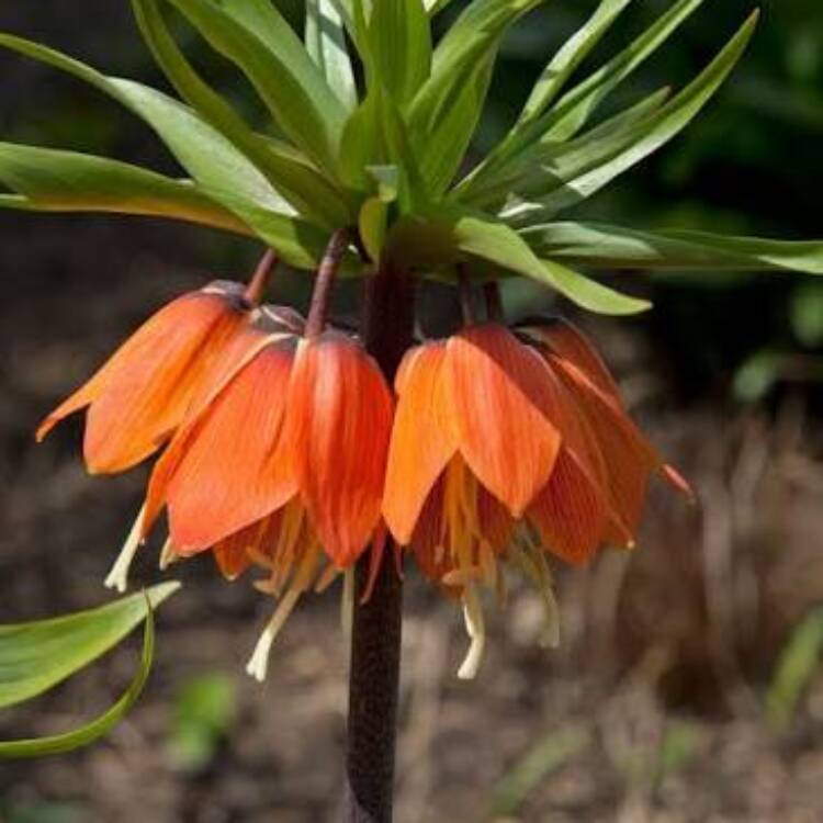 fritillaria garland star