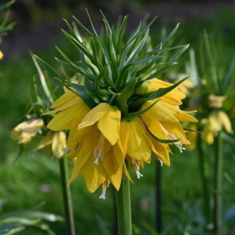 fritillaria yellow beauty