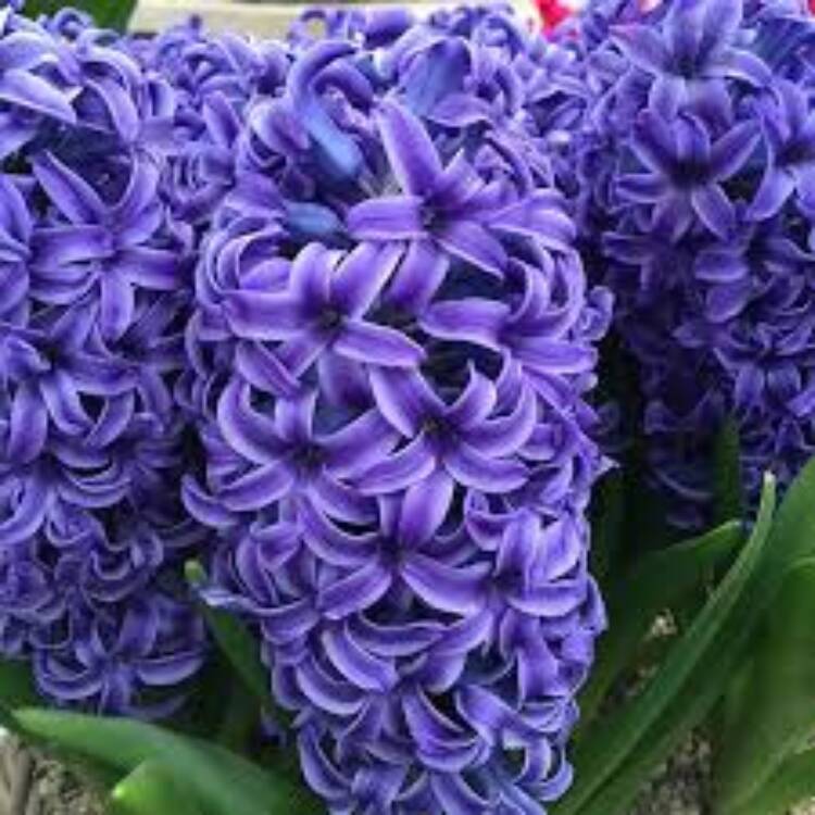 hyacinth blue jacket