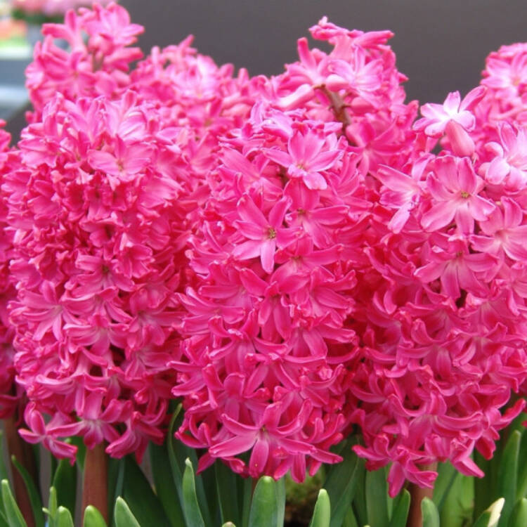 hyacinth jan bos
