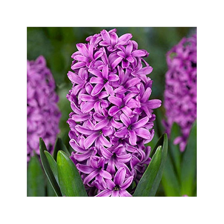 hyacinth miss saigon