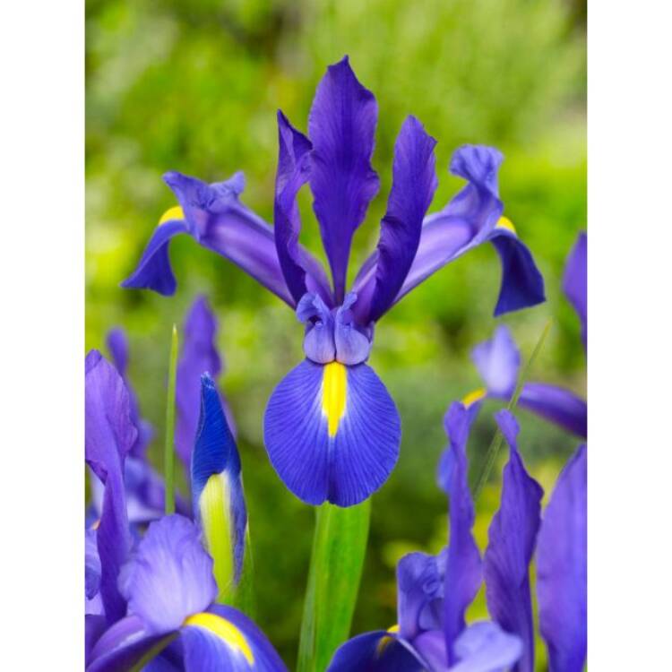iris blue magic