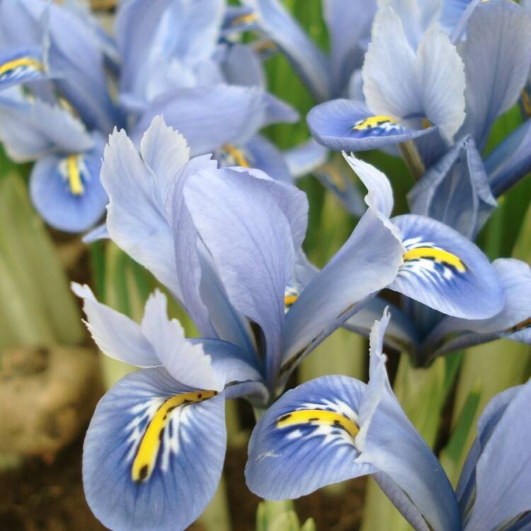 iris blue planet