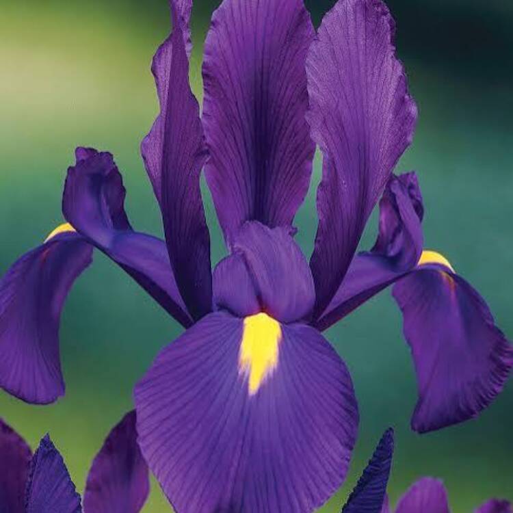 iris discovery purple