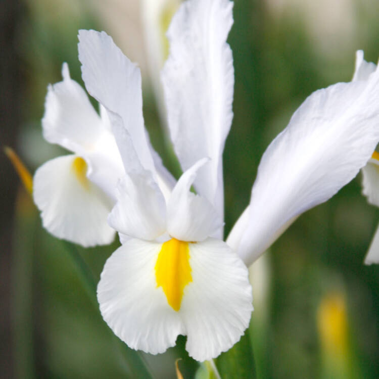 iris white van vliet