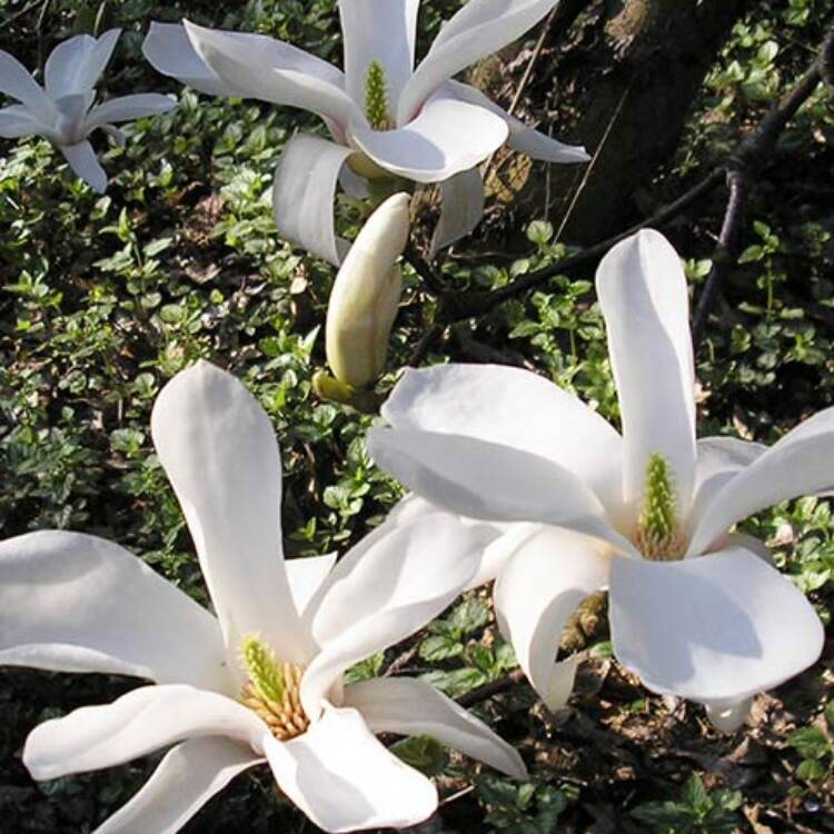 magnolia Kobus