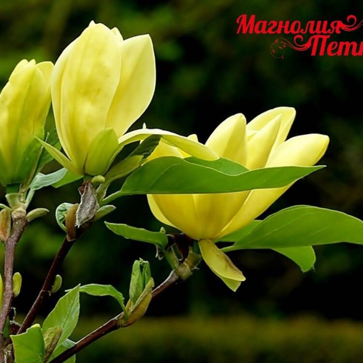 magnolia-daphne