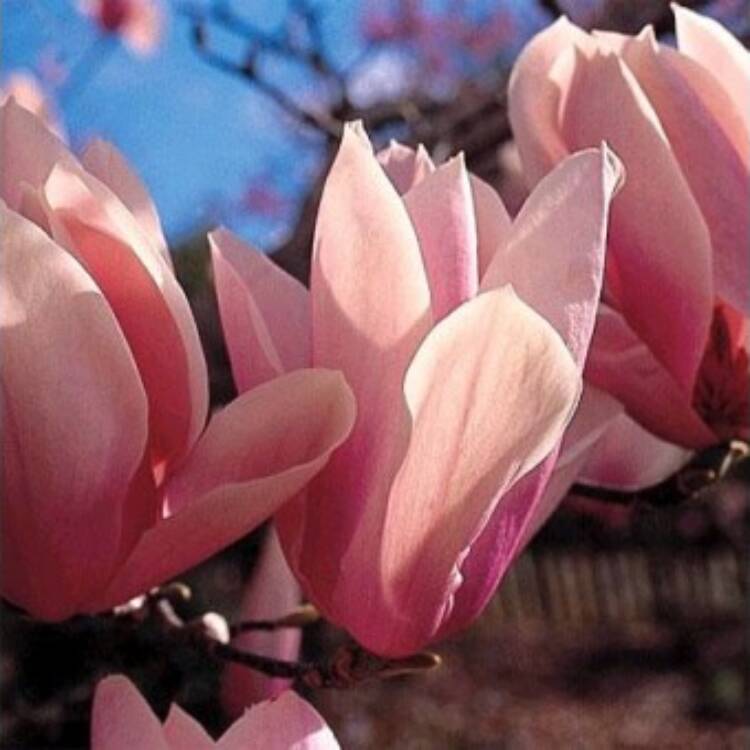 magnolia-heaven-scent-stervinou-450x340