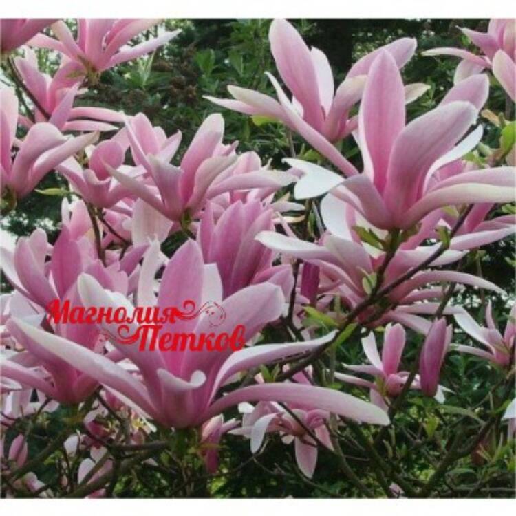 magnolia_george_henry_kern