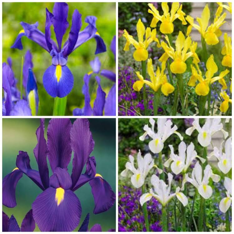 photo-collage.png (7)