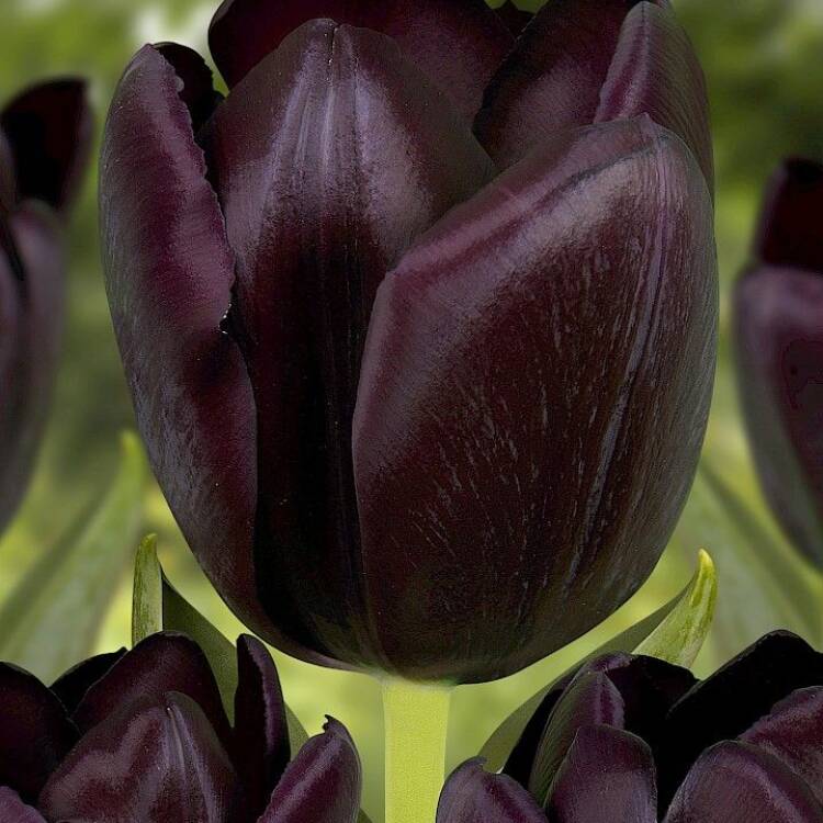 tulip black jack