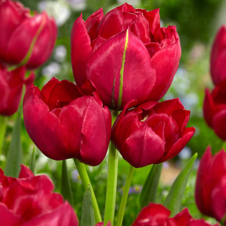 tulip estatic